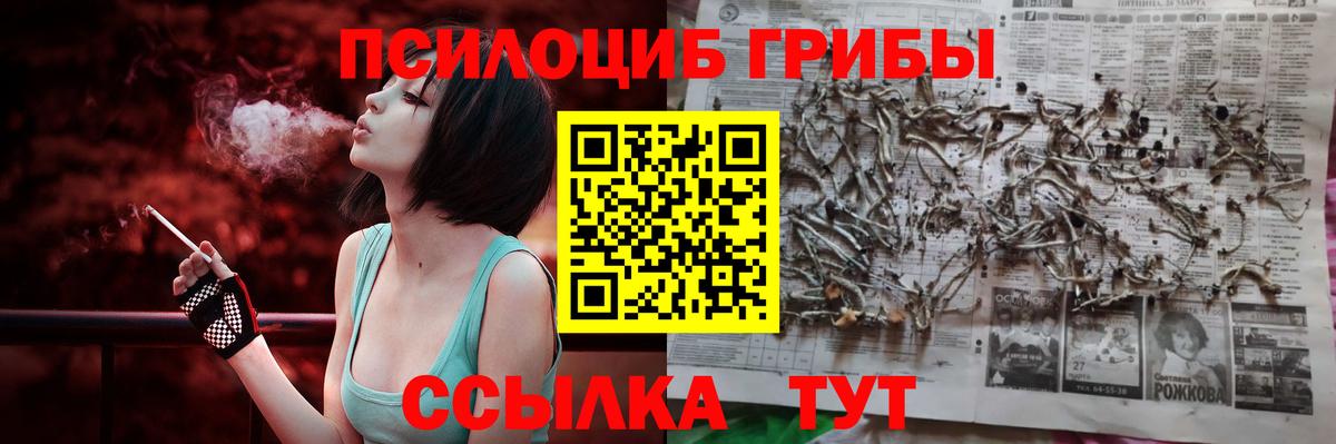 Галлюциногенные грибы Psilocybe Междуреченск